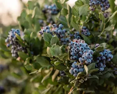 ब्लूबेरी की खेती: नई कमाई का जरिया