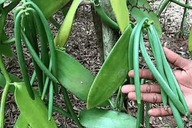 वनीला की खेती: किसानों के लिए सुनहरा अवसर