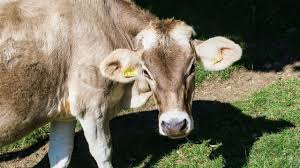 डांगी गाय: विशेषताएँ, प्रकार और दूध उत्पादन जानकारी