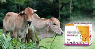 स्पासमोविन वेट बोलस: एक भरोसेमंद पेट दर्द निवारक पशु औषधि