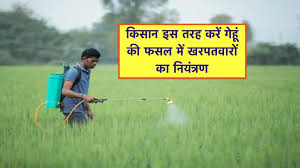 गेहूं की फसल में खरपतवारों से छुटकारा: आसान ट्रिक्स जो आपकी उपज बढ़ाएं