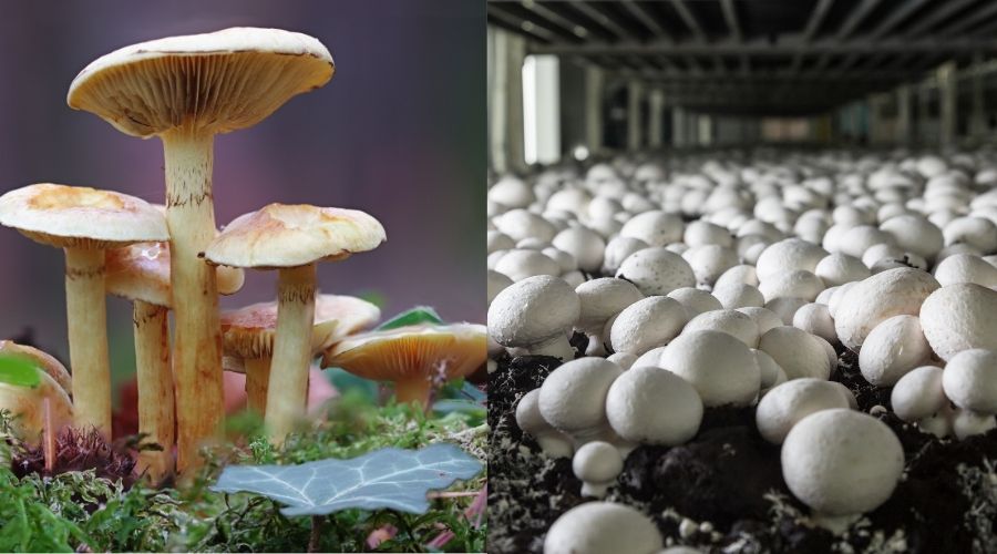 कुकुरमुत्ता और मशरूम: क्या है अंतर और कैसे होती है खेती?