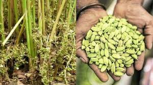 Cardamom Farming: इलायची की खेती से ज्यादा मुनाफा कमाने का तरीका