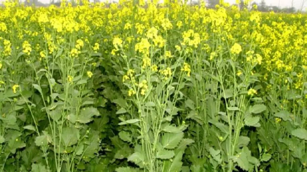 तिलहन फसलों की पैदावार