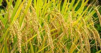 कृषि विभाग धान की सिफारिशें