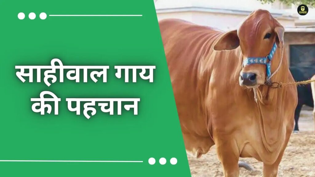 साहिवाल गाय – भारत की सबसे अधिक दूध उत्पादन करने वाली देसी गाय की नस्ल